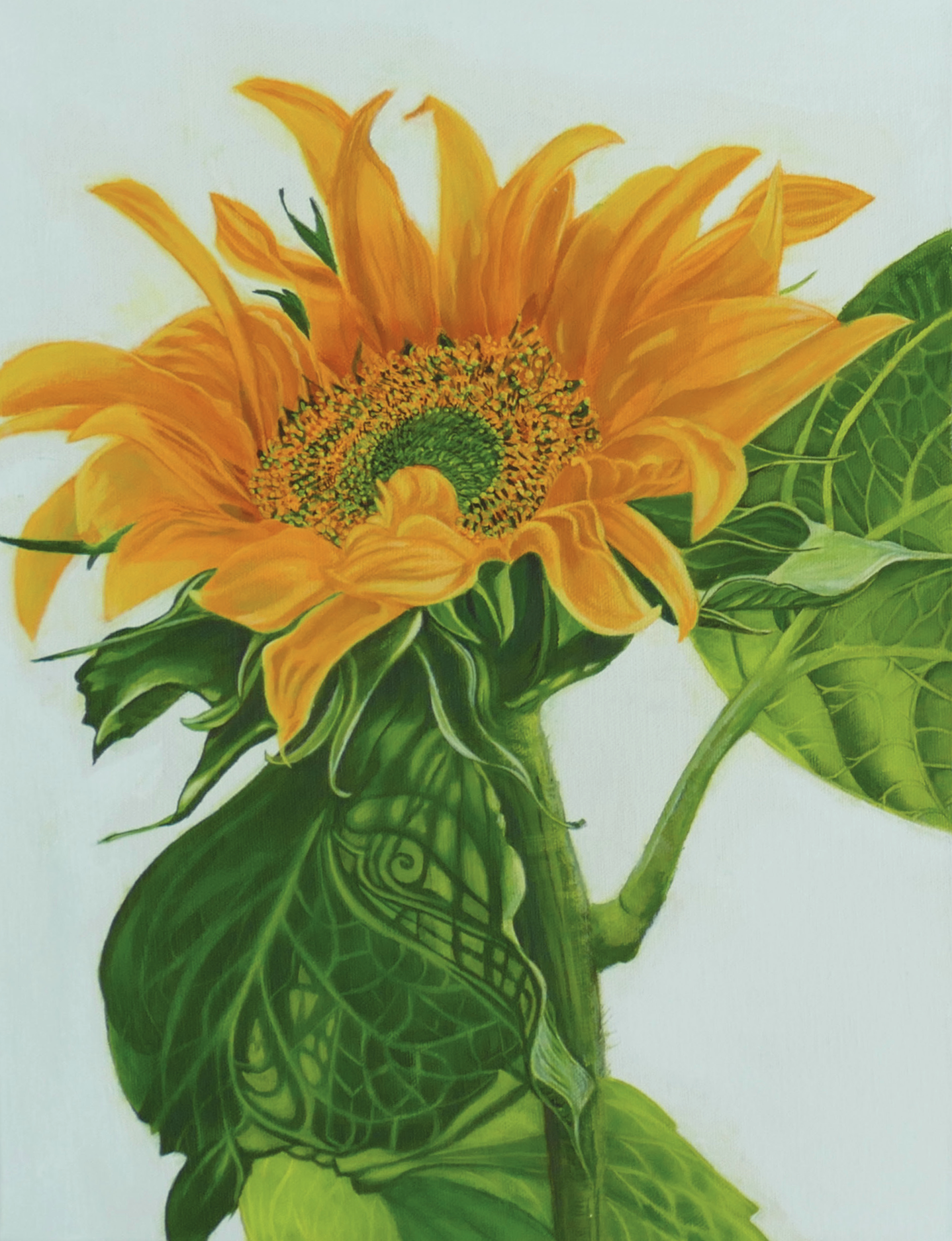 Sunflower